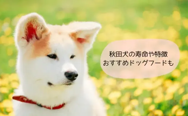 秋田犬の寿命や特徴、おすすめのドッグフードを紹介する記事のメインビジュアル画像