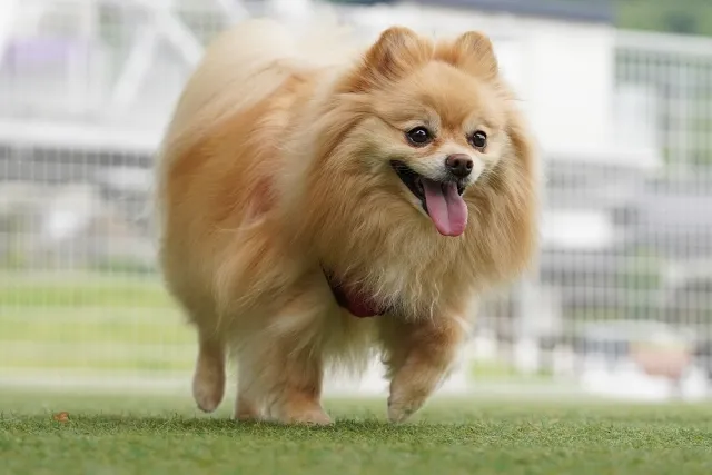 アロペシアXが発症しやすい犬種の一つとされるポメラニアンが元気に走っている様子
