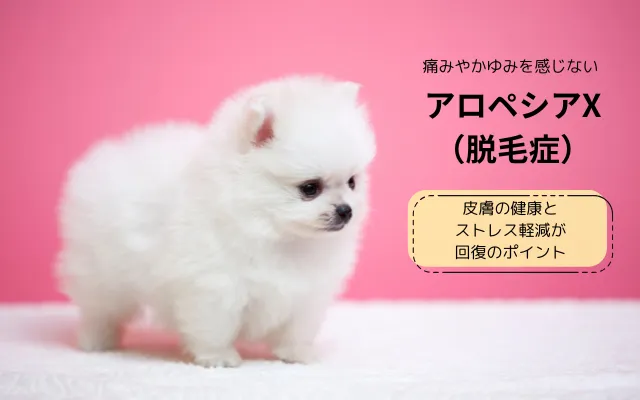 アロペシアXの症状に注意が必要なポメラニアンの子犬