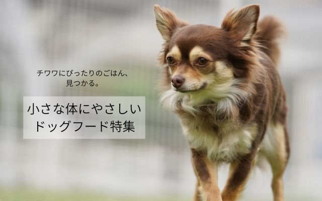 チワワにぴったりのごはんを紹介する特集バナー画像（小さな体にやさしいドッグフード特集）