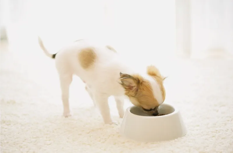 白いフードボウルから一生懸命にご飯を食べているチワワ。毎日のごはんで健康と食いつきをサポート。