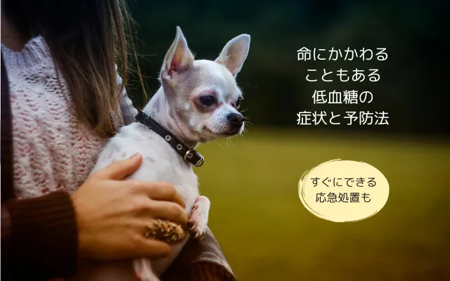 飼い主に抱っこされているチワワ