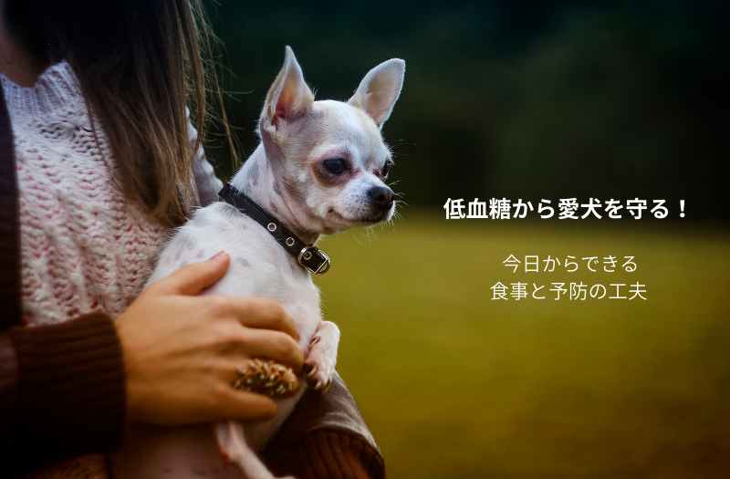 飼い主に抱っこされて安心しているチワワ。犬の低血糖の症状と予防・食事管理のイメージ