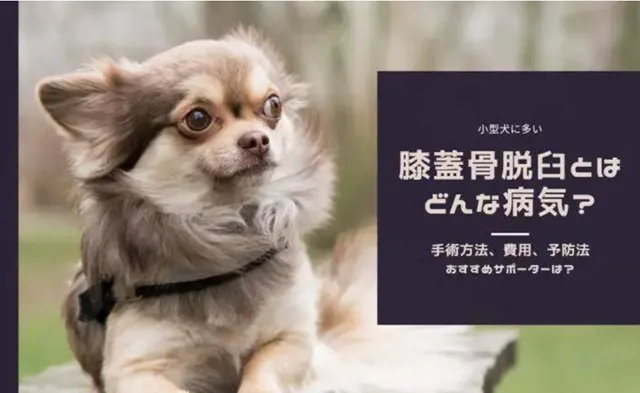膝蓋骨脱臼にかかりやすいとされているチワワのイメージ