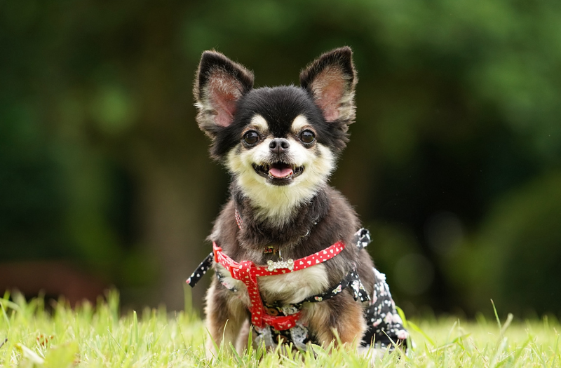 草の上に座ってこちらを見つめる、長生きな犬種として知られるチワワ