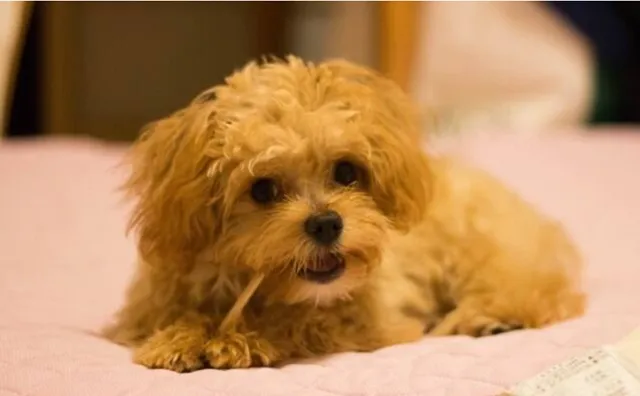 室内でくつろぐチワプー｜チワワとトイプードルの魅力を受け継いだ人気の小型ミックス犬