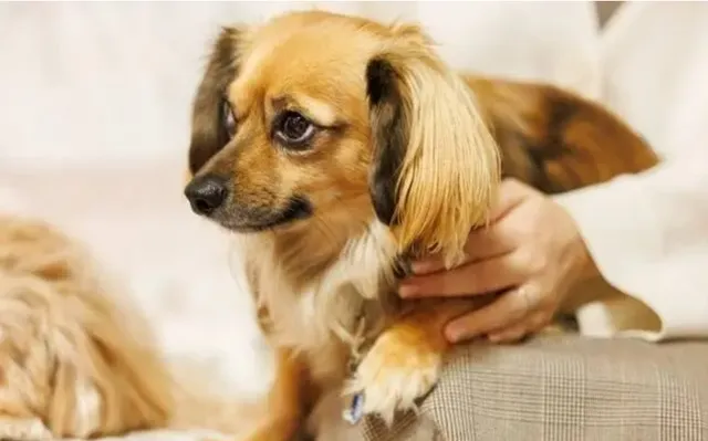 飼い主に寄り添って座るチワックス｜チワワとダックスの魅力を受け継ぐ小型ミックス犬