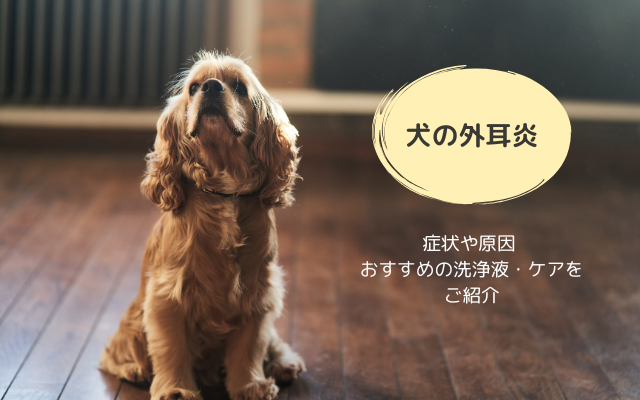 外耳炎になりやすいアメリカンコッカースパニエル。犬の耳のトラブルの症状・原因とおすすめの洗浄液・自宅ケア