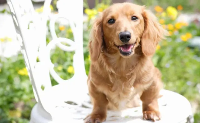 A Dachshund eagerly waiting for dog food on a chair