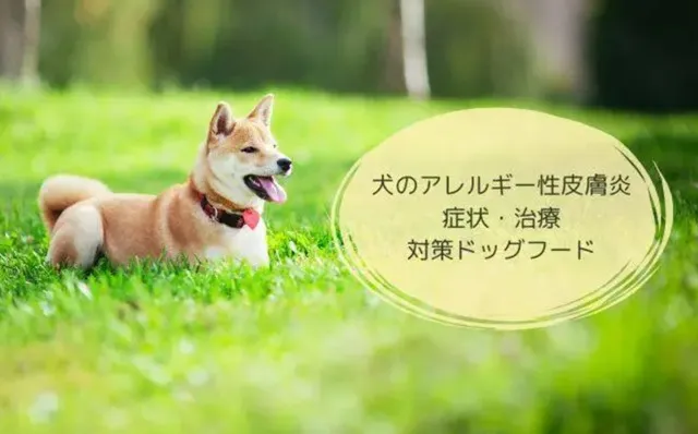 緑の芝生に座る柴犬と「犬のアレルギー性皮膚炎 症状・治療・対策ドッグフード」と書かれたテキスト画像