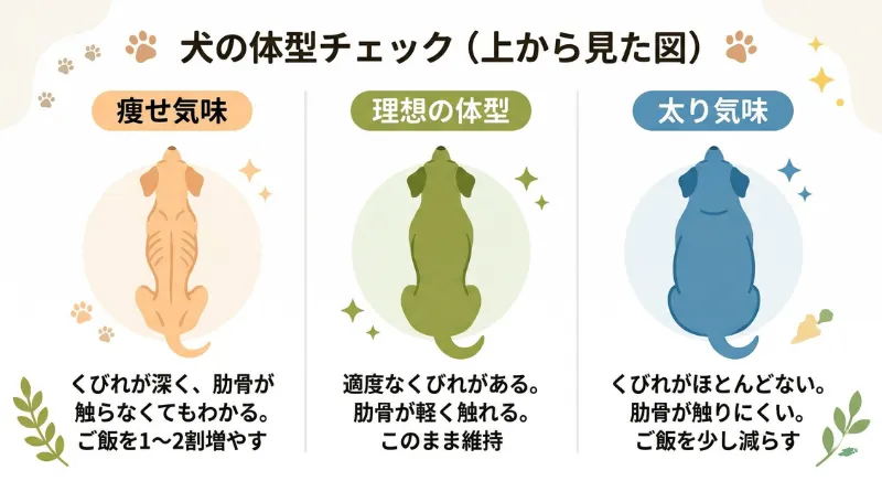 犬を上から見た体型比較図（痩せ気味・理想の体型・太り気味）