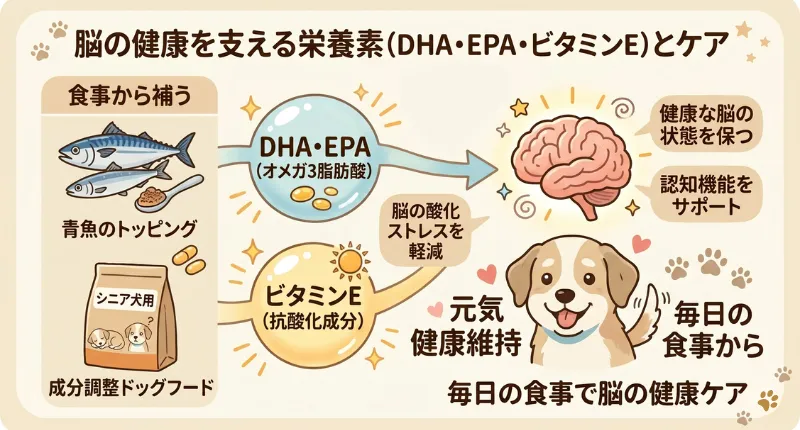 犬の脳の健康を支える栄養素とケアに関するイラスト付き図解。