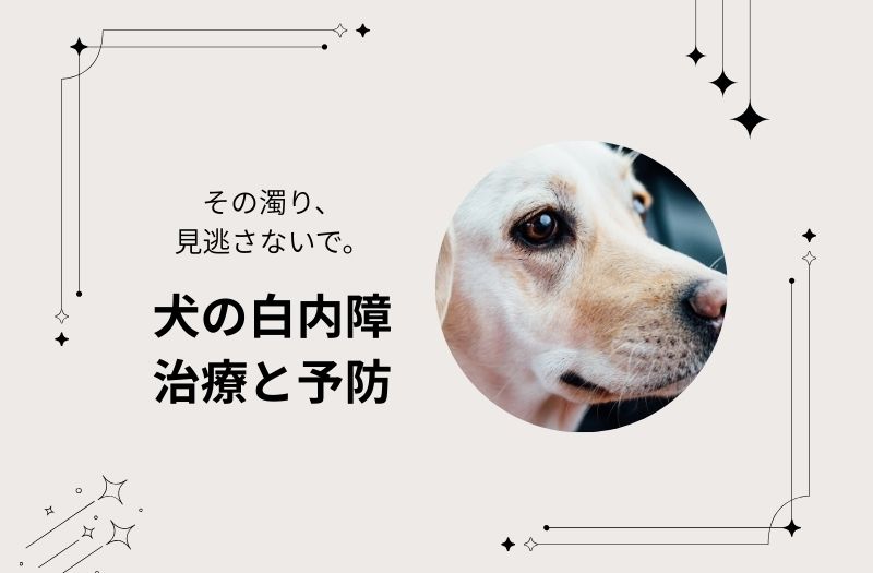 犬の白内障について治療や予防の大切さを伝える画像