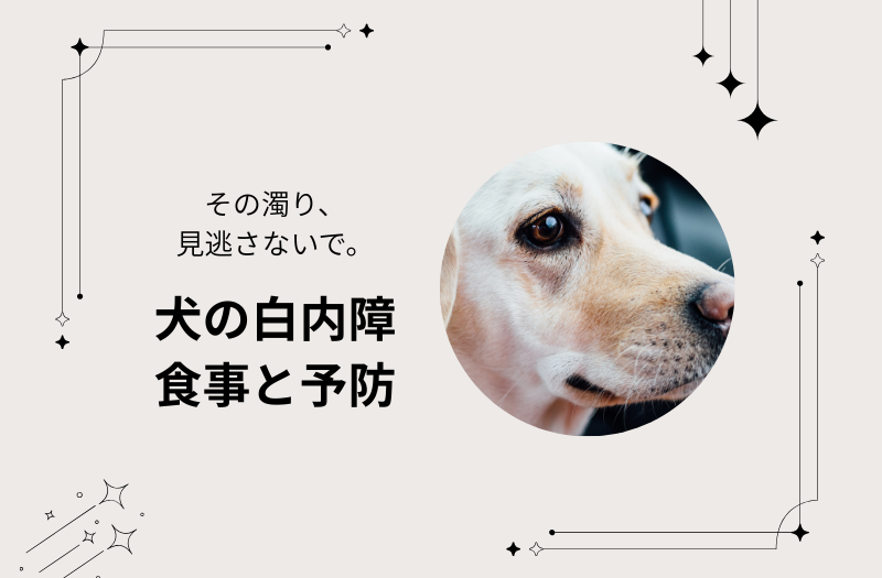 犬の白内障について食事や予防の大切さを伝える画像