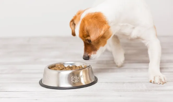 価格が高いドッグフードを前に食べるかどうか迷っている犬の様子