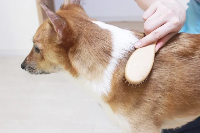 犬の毛並みを整えるためブラッシングしている様子