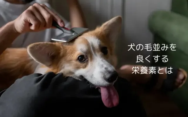 毛並みを整えるためにブラッシングされている犬。毛並み改善に必要な栄養素を紹介する記事のメイン画像
