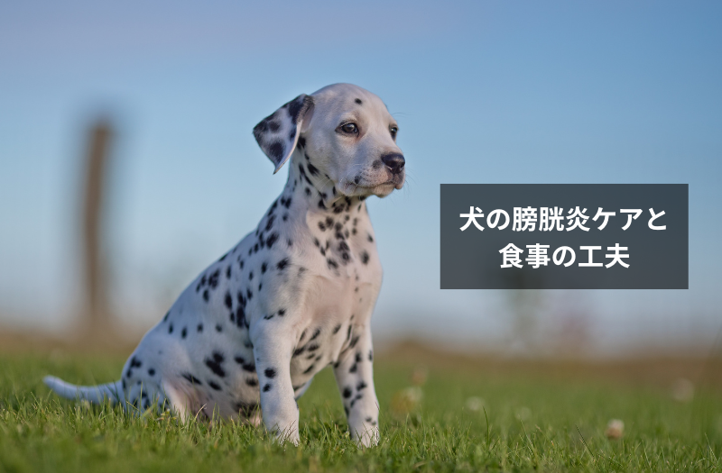 犬の膀胱炎ケアと食事の工夫。水分補給の重要性とクランベリーの活用法。青空の下に座るダルメシアンの子犬。