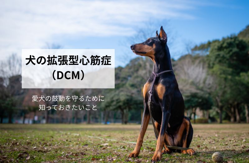 犬の拡張型心筋症（DCM）について解説する記事のイメージ画像。芝生に座るドーベルマン。