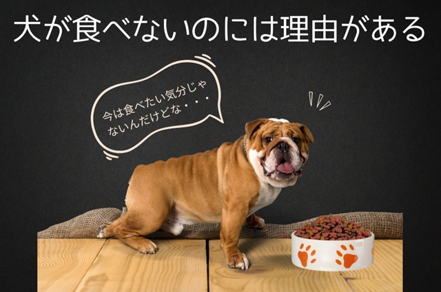 ご飯を食べたくなさそうにしている犬