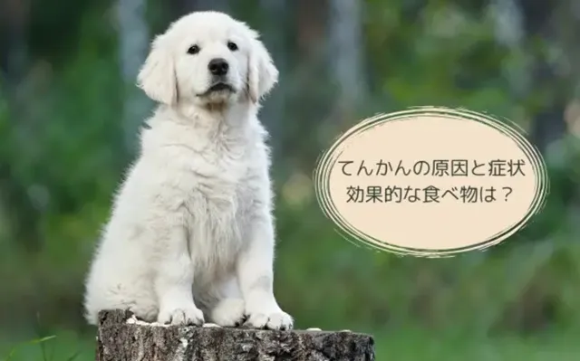 犬のてんかんに悩む飼い主さんへ。症状・原因・治療法・食事対策を詳しく解説