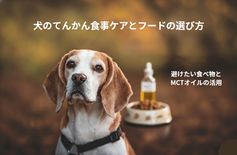 犬のてんかんケアと食事の選び方ガイド。避けたい食べ物やMCTオイル配合ドッグフードの解説。