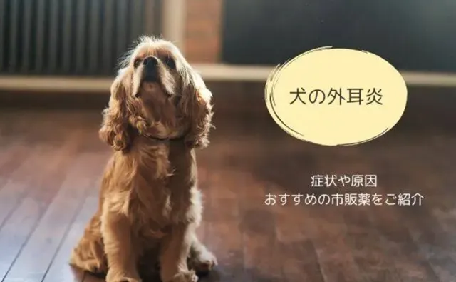 外耳炎に悩む犬のイメージ写真｜症状や市販薬を紹介する記事のメインビジュアル
