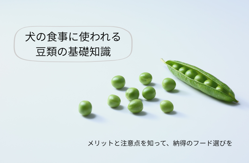 犬の食事に使われる豆類の基礎知識を紹介する画像
