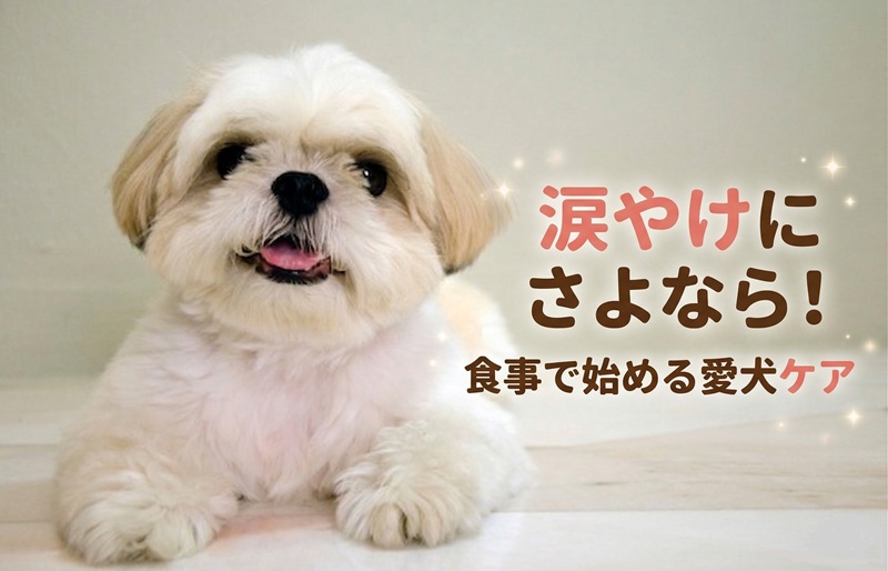 「涙やけにさよなら！食事で始める愛犬ケア」のテキストと愛犬のアイキャッチ画像