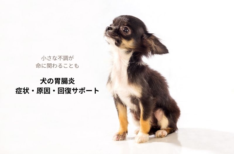 チワワの子犬。犬の胃腸炎に注意が必要で、体調変化を早めに見極めることが大切です。