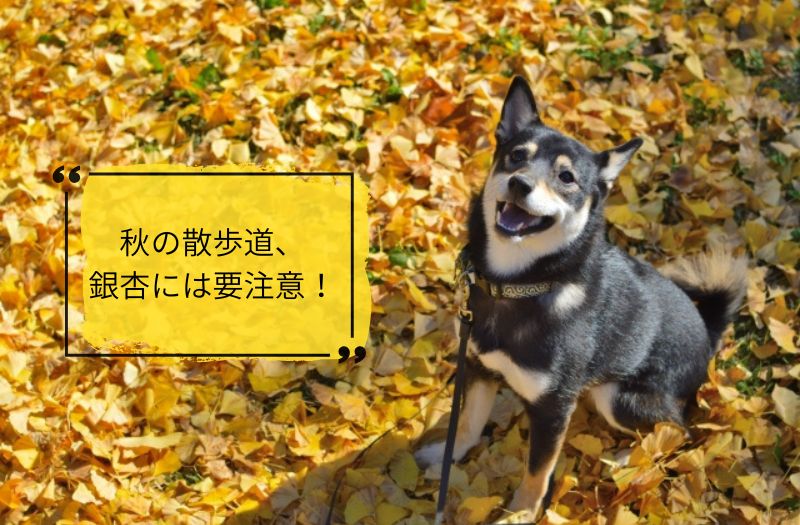 銀杏の落ち葉の上で笑顔の犬、秋の散歩で銀杏中毒に注意するメッセージ付き
