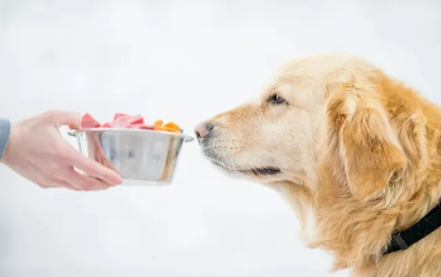 食事を見つめる犬｜病気に合わせたフードの選び方イメージ