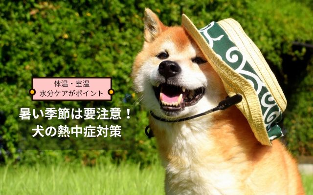麦わら帽子をかぶった柴犬。犬の熱中症対策を呼びかける夏の注意喚起バナー