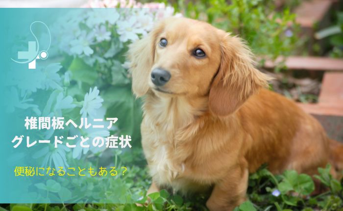 椎間板ヘルニアのグレードごとの症状を解説する記事用画像。花の前に座るダックスフンド
