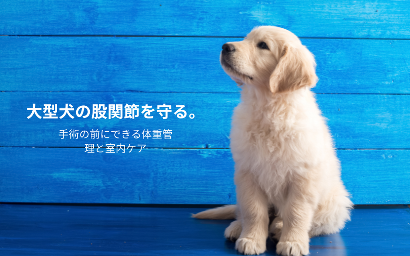 青い背景の前に座るゴールデンレトリバーの子犬。犬の股関節形成不全の症状や原因、治療費用を解説する記事のイメージ。