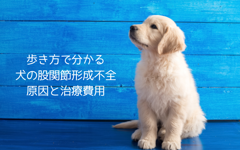 青い背景の前に座るゴールデンレトリバーの子犬。犬の股関節形成不全の症状や原因、治療費用を解説する記事のイメージ。