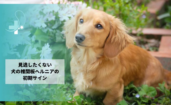 椎間板ヘルニアの初期サインに注意したいダックスフンドのイメージ写真