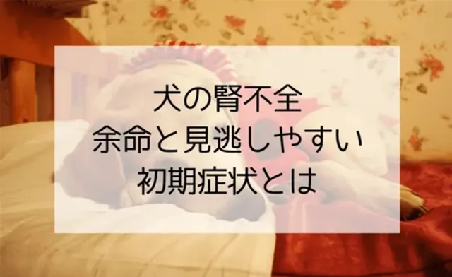 ベッドで横たわる犬と「犬の腎不全 余命と見逃しやすい初期症状とは」のテキスト画像