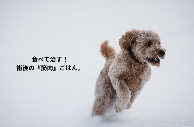 レッグ・ペルテス病の手術を乗り越えて、雪の中を元気に走るトイプードル