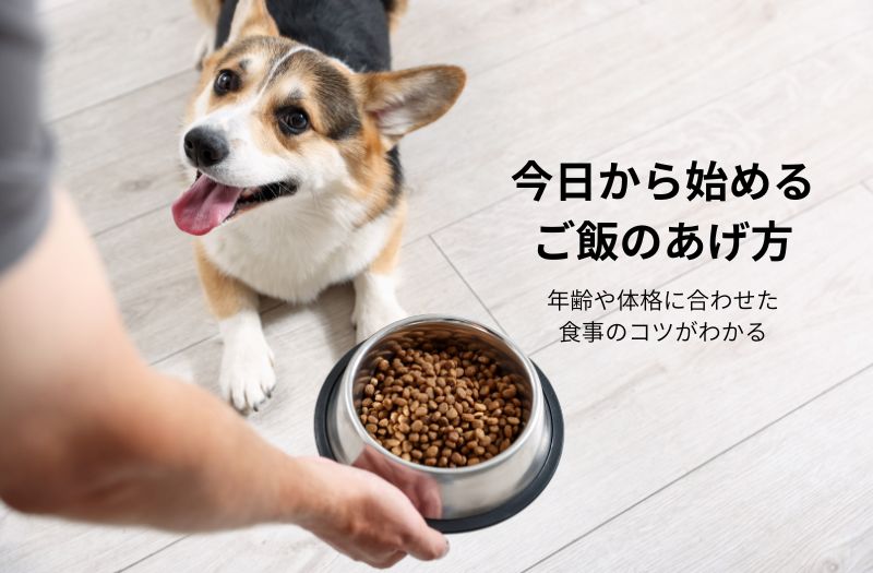 ドッグフードの入った食器を前に座るコーギーの写真