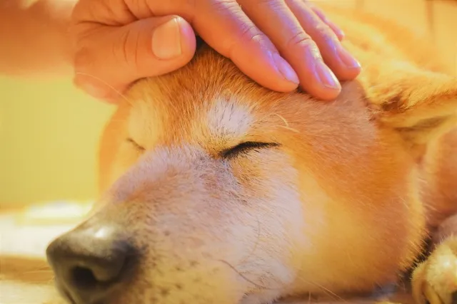 飼い主に優しく頭をなでられ、安心して目を閉じる柴犬の様子
