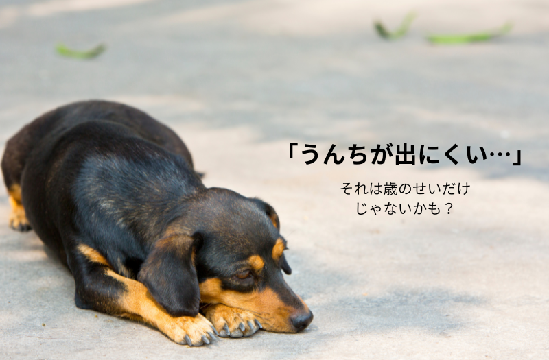 前立腺肥大の症状で腰に違和感があり、元気がなく伏せているシニア犬