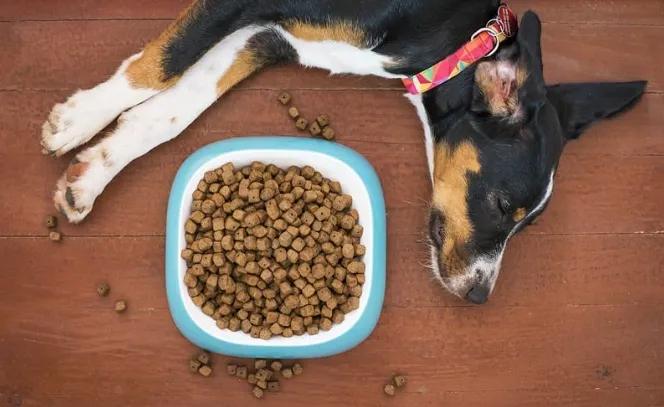 ドッグフードの前で横になり、ごはんを食べない犬