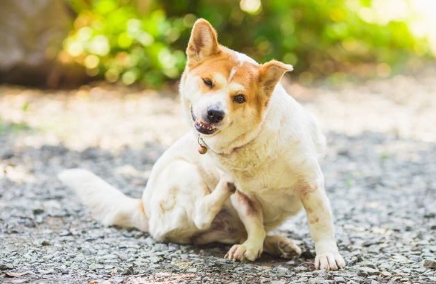 アレルギーの症状で後ろ足を使って体を掻いている白い犬