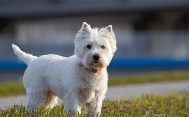 健康的な白い被毛を持つ小型犬（皮膚トラブル対策の記事トップ画像）