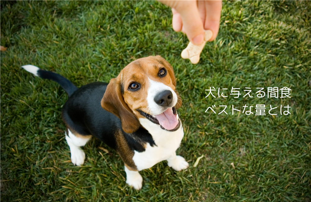 おやつをもらうのを待つビーグル犬