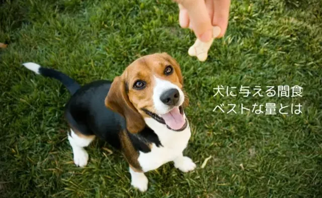 おやつをもらうのを待つビーグル犬