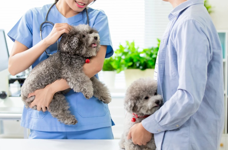 動物病院で診察を受ける犬と飼い主｜去勢・避妊手術の費用相談イメージ