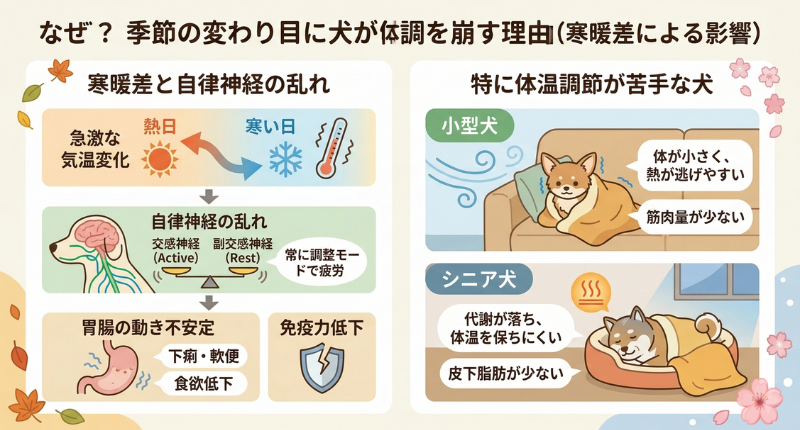 季節の変わり目に愛犬が体調を崩す理由の図解。寒暖差による自律神経の乱れや、体温調節が苦手な小型犬・シニア犬の特徴を解説したイラスト。