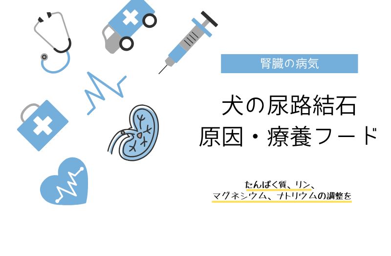 犬の尿路結石（尿石症）の原因や治療をイメージしたイラスト。腎臓や医療器具のイラストで病気解説用の画像。